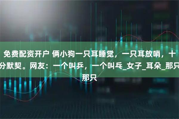 免费配资开户 俩小狗一只耳睡觉，一只耳放哨，十分默契。网友：一个叫乒，一个叫乓_女子_耳朵_那只