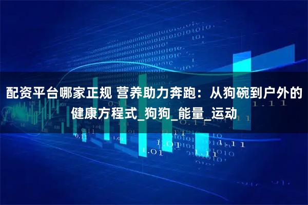 配资平台哪家正规 营养助力奔跑：从狗碗到户外的健康方程式_狗狗_能量_运动